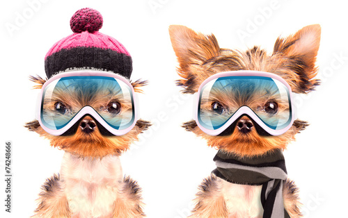 dog dressed as skier