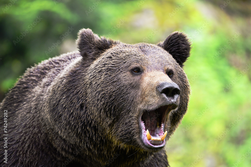 Fototapeta premium Ryczy niedźwiedź brunatny