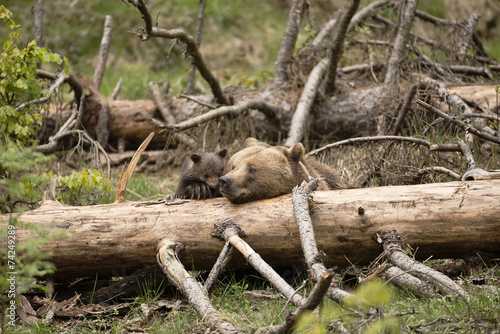 Braunbär mit Jungtier photo