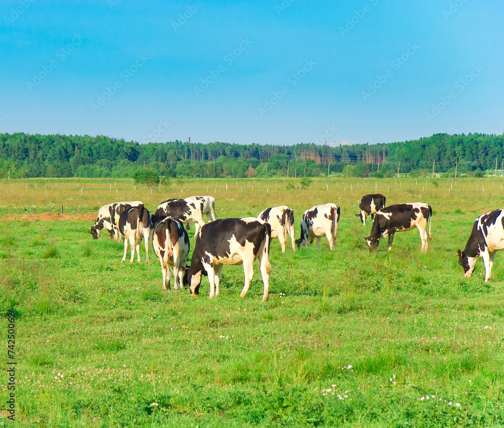 Grazing View On a meadow