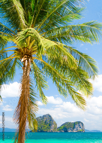 Coconut Getaway Palms Overhanging