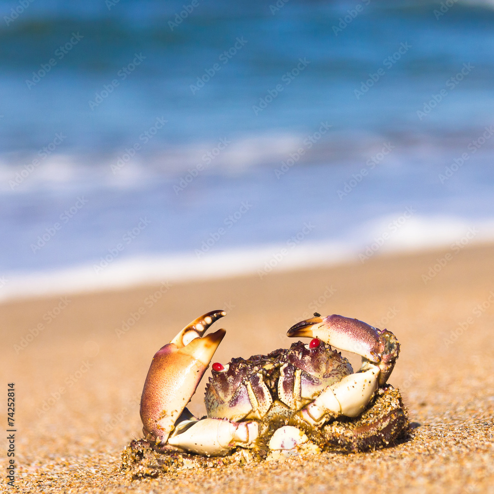 Pure Threat On the Shore