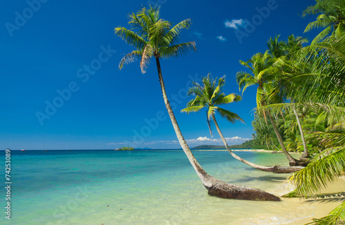 Coconut Coast Green Getaway © alma_sacra