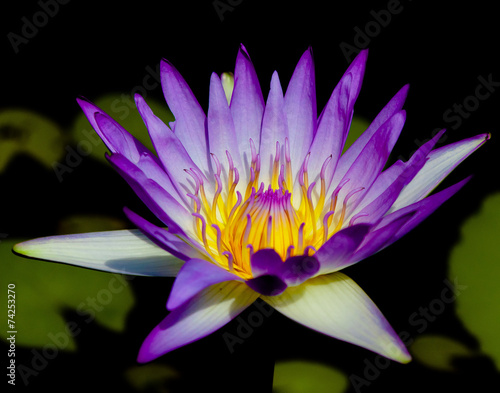 Blooming Serenity Lotus Closeup