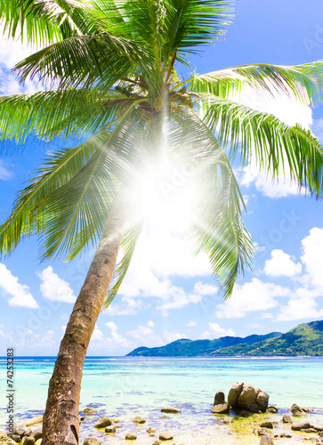 Beautiful Beach Palm View
