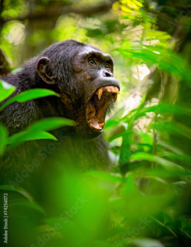Fotografie, Obraz Screaming wild chimpanzee or chimp