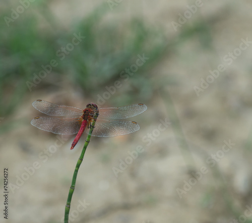 libellule rouge © Marylène
