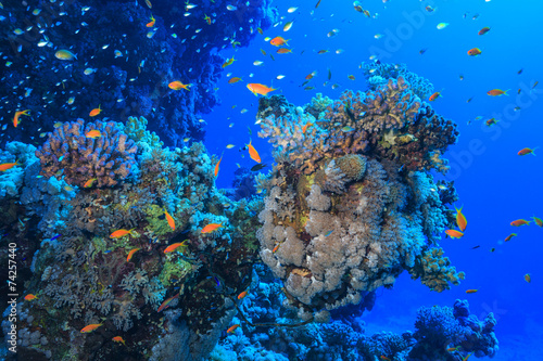 coral reef