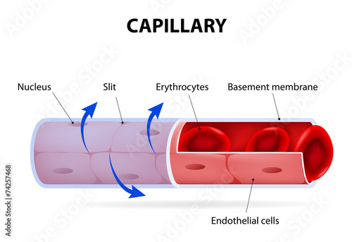 Capillary. blood vessel. labelled photo