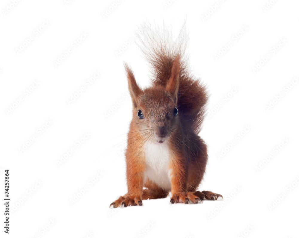 Eurasian red squirrel - Sciurus vulgaris isolated white Eurasian red squirrel - Sciurus vulgaris isolated white