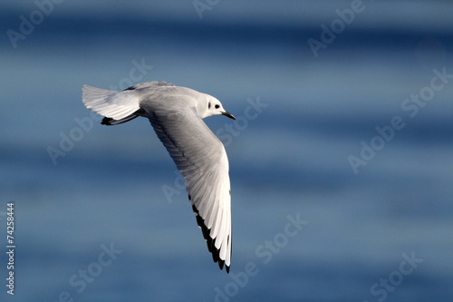 Fotografie Bonaparte's Gull - Larus philadelphia