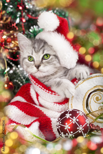 Fototapeta Naklejka Na Ścianę i Meble -  kitten in santa hat with red christmas decoration
