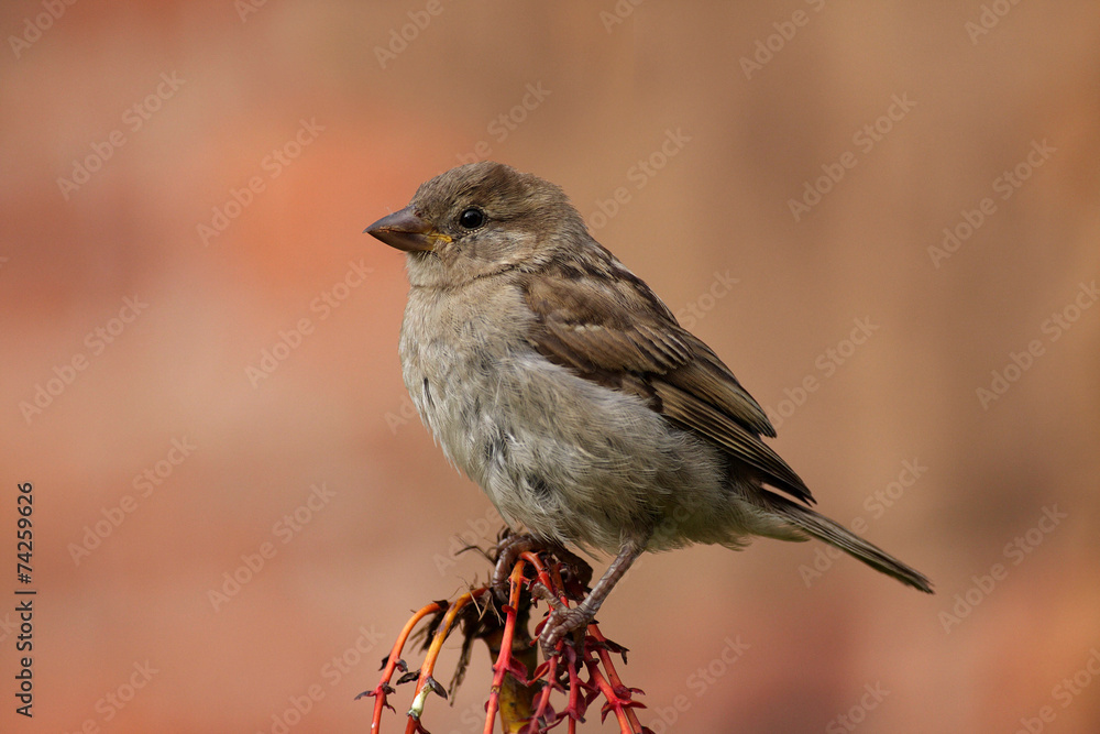 House Sparrow - Passer domesticus House Sparrow - Passer domesticus