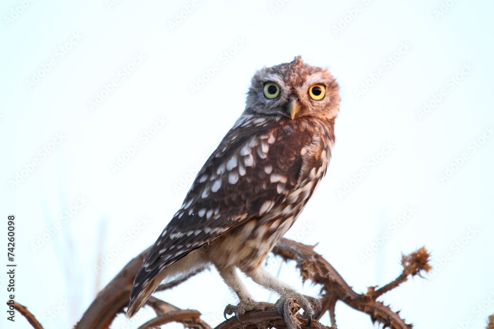 Naklejka premium Mochuelo común, Athene noctua