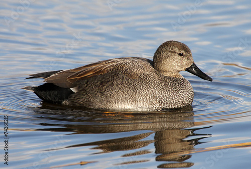 Gadwall - Anas strepera