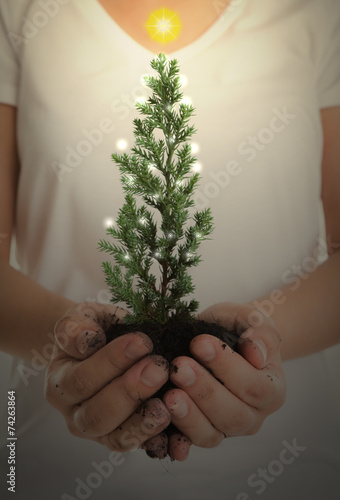 Woman hands hold small christmas tree