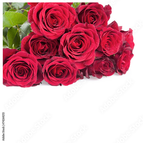 red rose flowers isolated on white