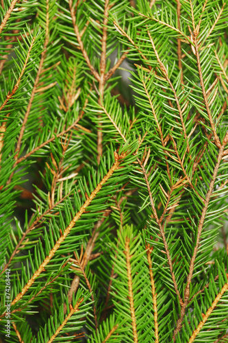 Christmas tree branch background