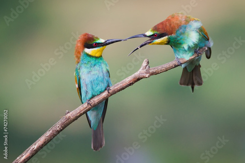 Angry Bee-eaters