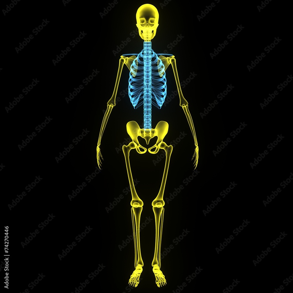 Skeleton Skeleton