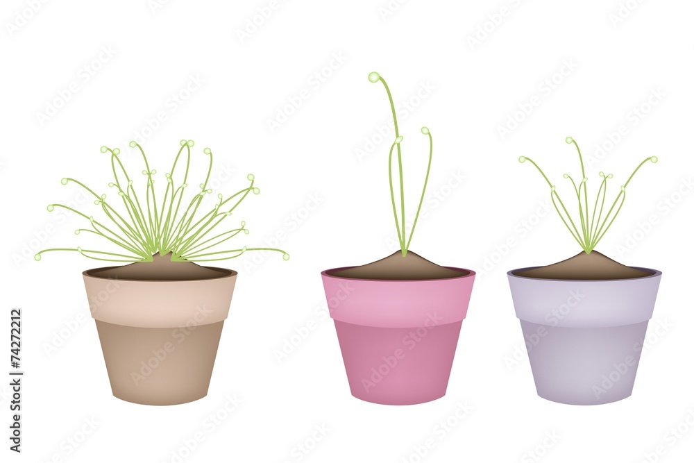 Three Cyperus Papyrus Plant in Ceramic Flower Pots