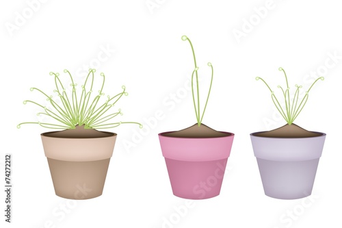Three Cyperus Papyrus Plant in Ceramic Flower Pots