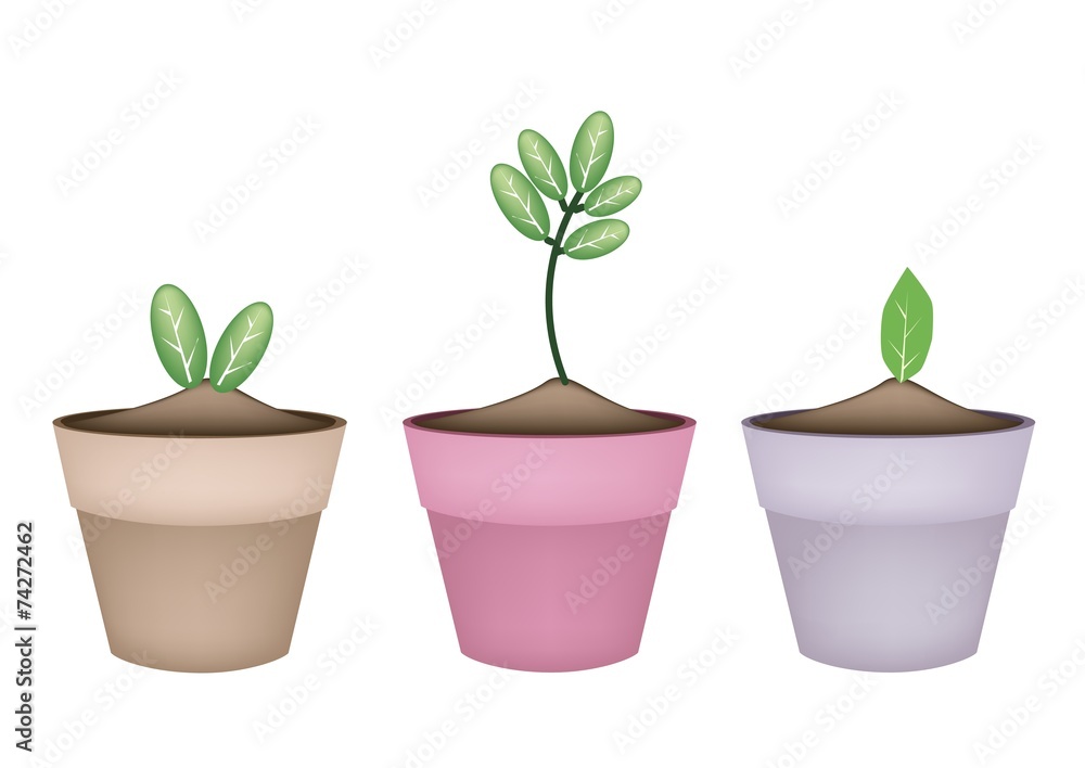 Fresh Green Trees in Terracotta Flower Pots Fresh Green Trees in Terracotta Flower Pots