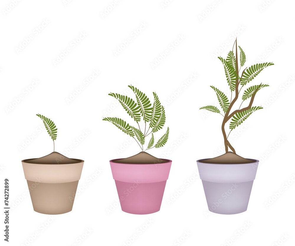 Fresh Tamarind Tree in Terracotta Flower Pots Fresh Tamarind Tree in Terracotta Flower Pots