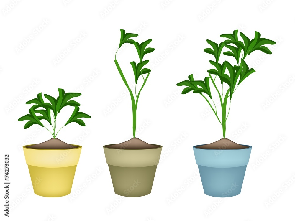 Three Ornamental Plants in Ceramic Flower Pots