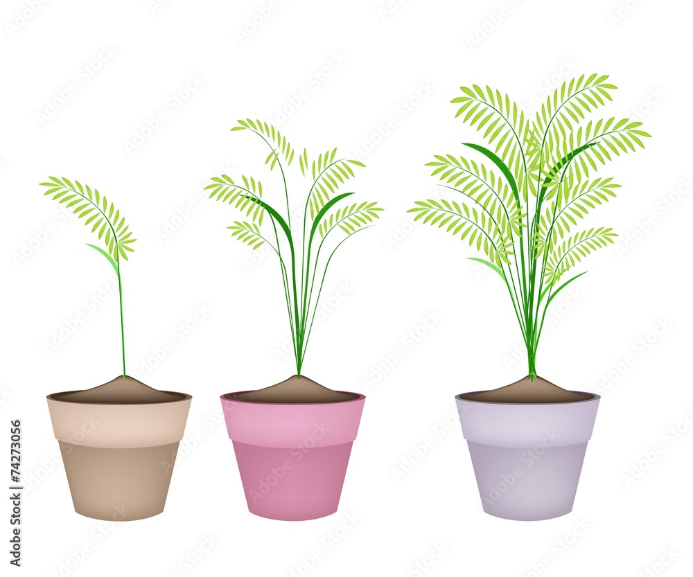 Obraz premium Cereal Plants or Ferns in Terracotta Flower Pots