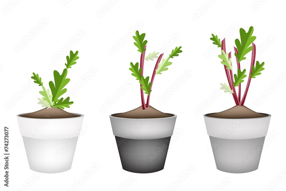 Radish Or Beet Plant in Ceramic Flower Pots