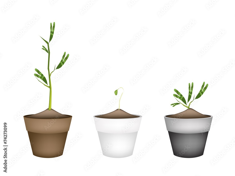 Fresh Water Mimosa in Ceramic Flower Pots Fresh Water Mimosa in Ceramic Flower Pots