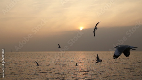 Seagull with sunset at Bang Pu beach, Thailand photo