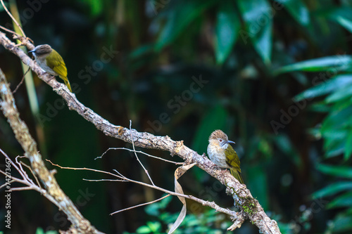 Mountain Bulbul ( Ixos mcclellandii ) in nature photo