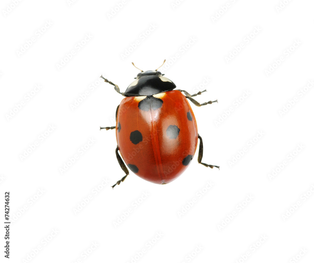 Ladybug Ladybug
