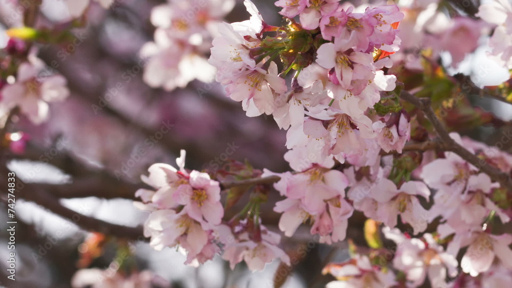 sakura cherry flowers in bloom, closeup sakura cherry flowers in bloom, closeup