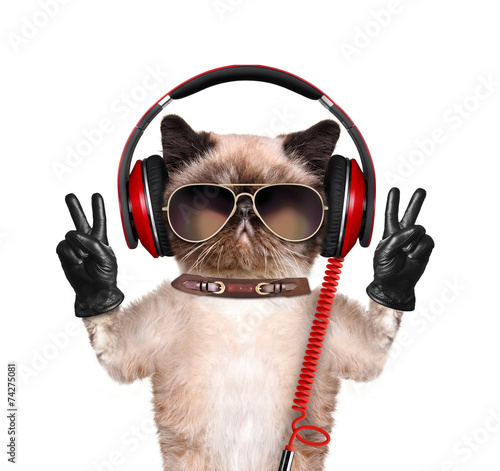 Cat headphones.