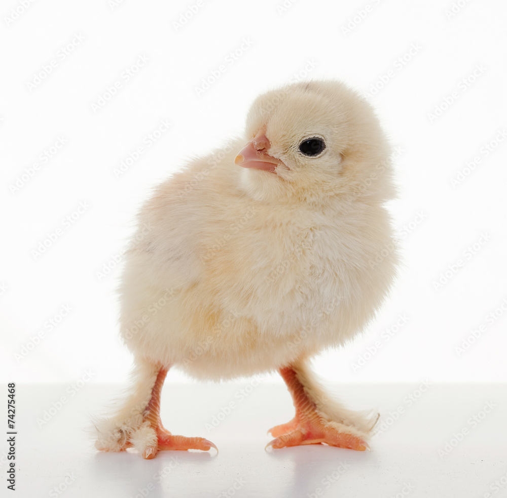 Obraz premium Small fluffy chickens