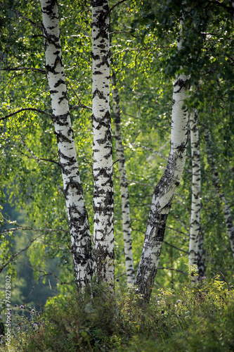Fototapeta Naklejka Na Ścianę i Meble -  birch grove in the Urals