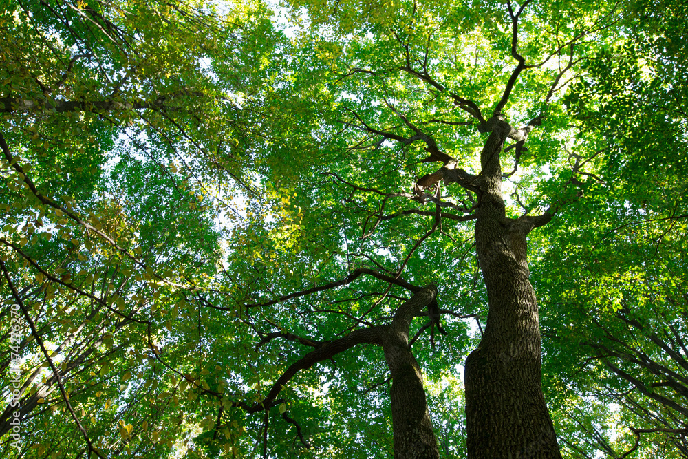 Fototapeta premium forest