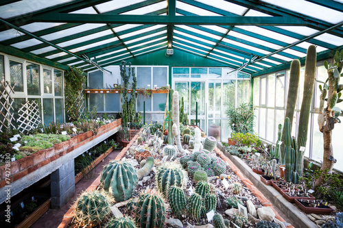 Cactus greenhouse photo