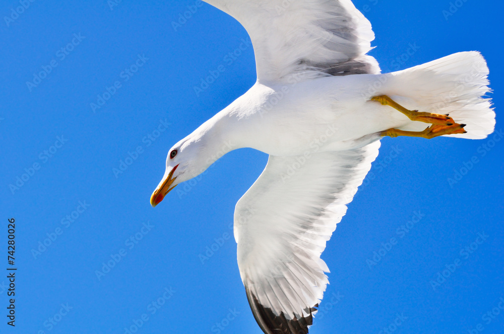 Obraz premium Seagull