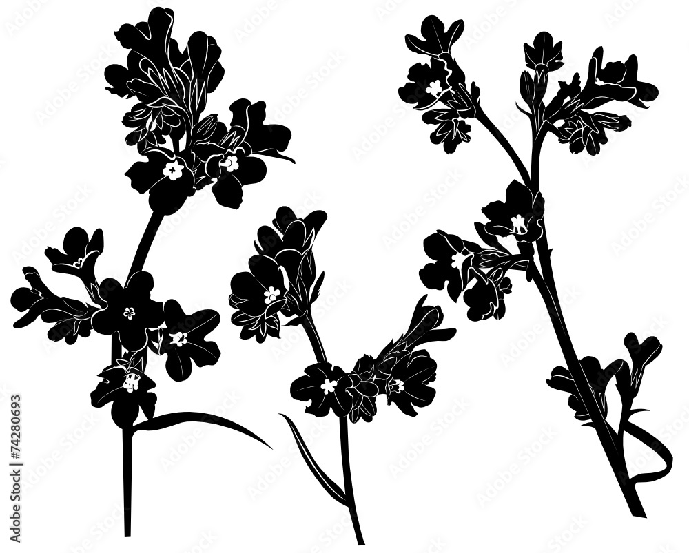 Naklejka premium Pulmonaria officinalis