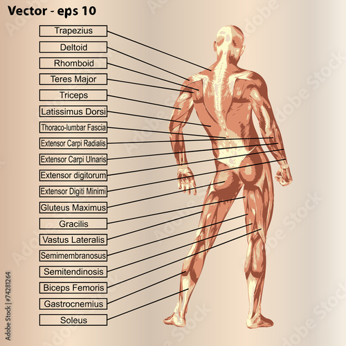 3D human male anatomy with muscles and text