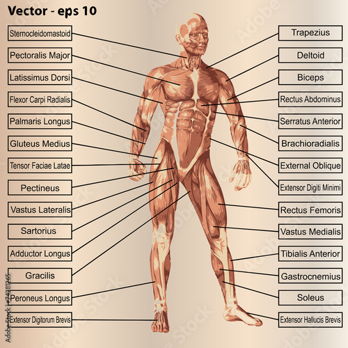 3D human male anatomy with muscles and text