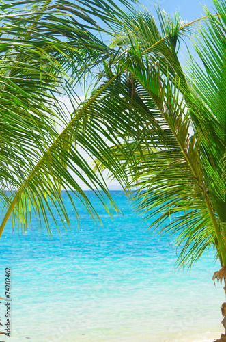 Under Trees Coconut Getaway