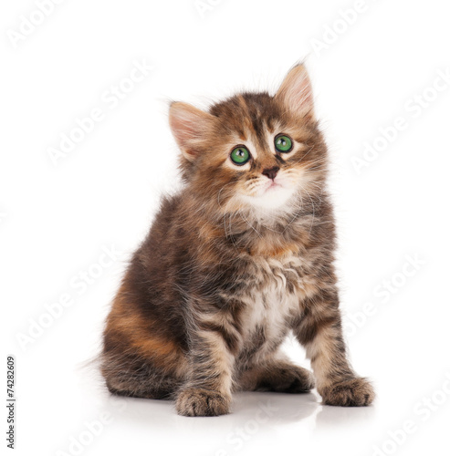 Fototapeta Naklejka Na Ścianę i Meble -  Siberian kitten