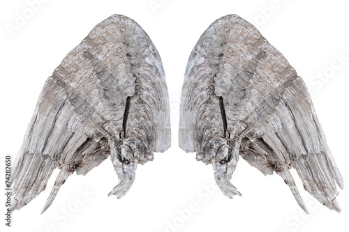 Wooden wings