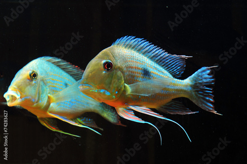 Geophagus altifrons photo
