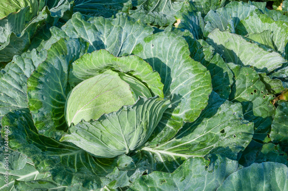 head of cabbage in the vegetable garden head of cabbage in the vegetable garden